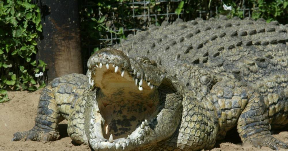 На Филиппинах крокодил съел мужчину, который пытался укрыть лодку от шторма - life.ru - Филиппины - Новости