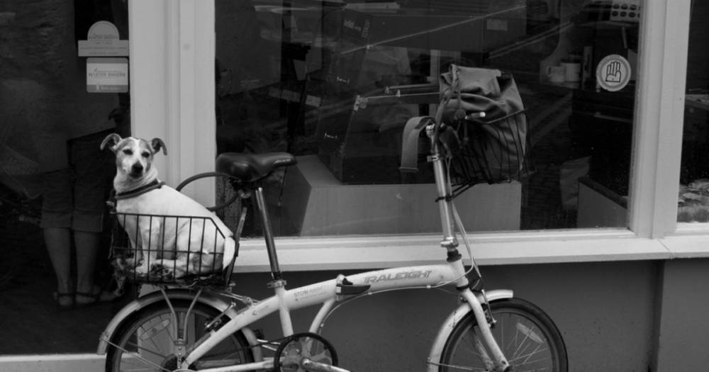 В Сингапуре решили внедрить прокат велосипедов за криптовалюту - life.ru - Сингапур - Новости