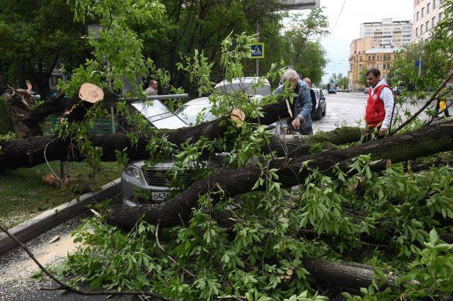 Алексей Хрипун - Власти города сообщили о почти 170 пострадавших от урагана в Москве - aif.ru - Москва