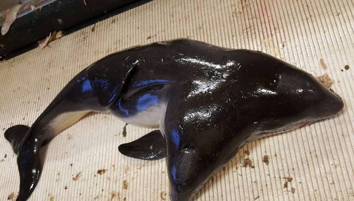 В Северном море поймали дельфина с двумя головами и тремя глазами - vesti.ru - Голландия