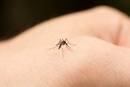 Кого и почему любят кусать комары? - kp.ua