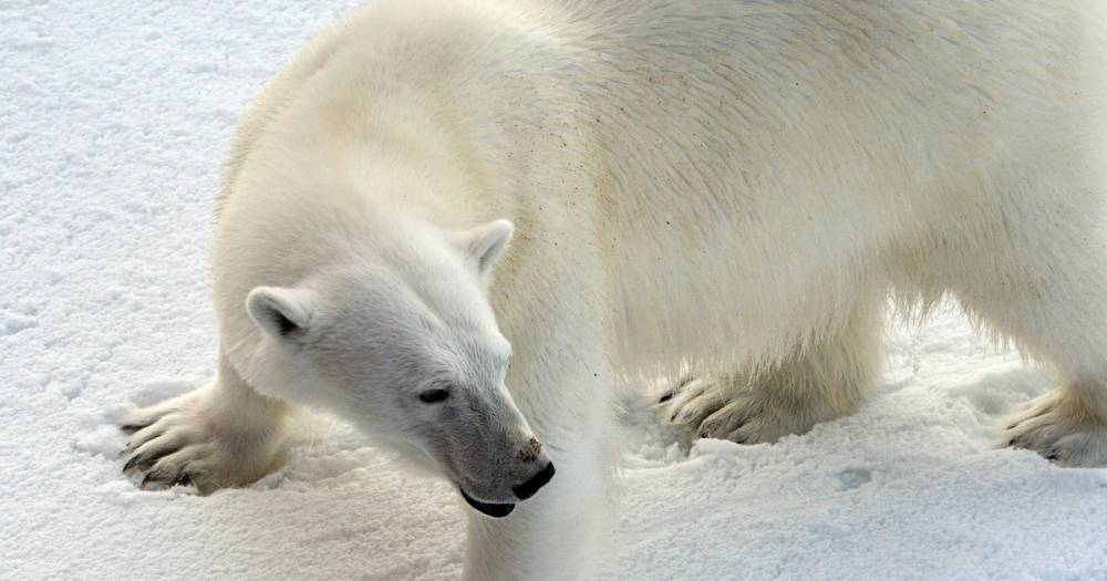 В Норвегии оштрафовали гида, который напугал полярного медведя - life.ru - Норвегия - Новости