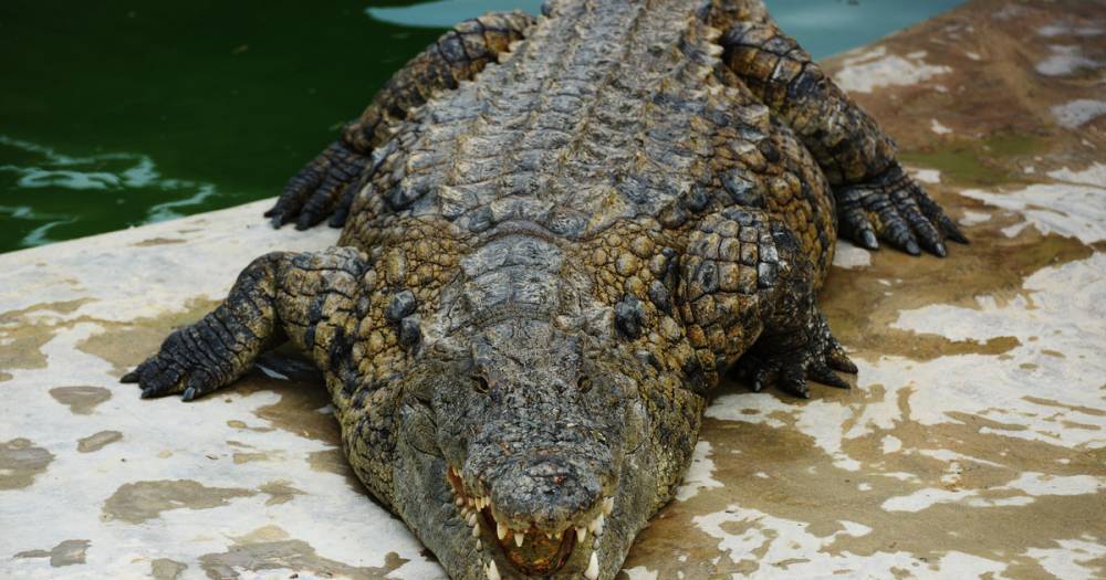 У пляжей Пхукета выловили трёхметрового крокодила - life.ru - Таиланд - Новости