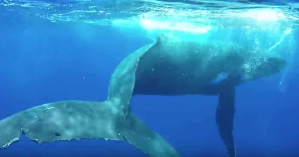 Горбатый кит спас женщину-биолога от акулы — видео - life.ru - Новости