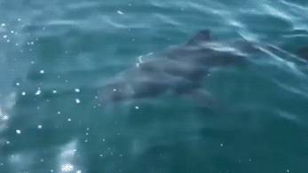Дайверы сняли на видео нападение большой белой акулы на маленькую - life.ru - Юар - Новости
