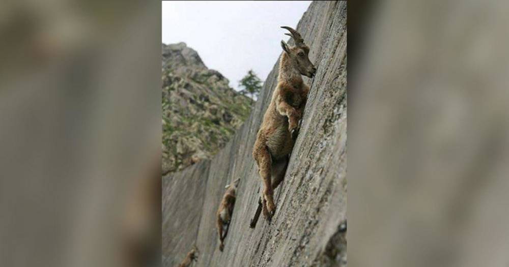 В Италии заметили бесстрашных козлов, гуляющих по крутому склону плотины - life.ru - Италия - Новости