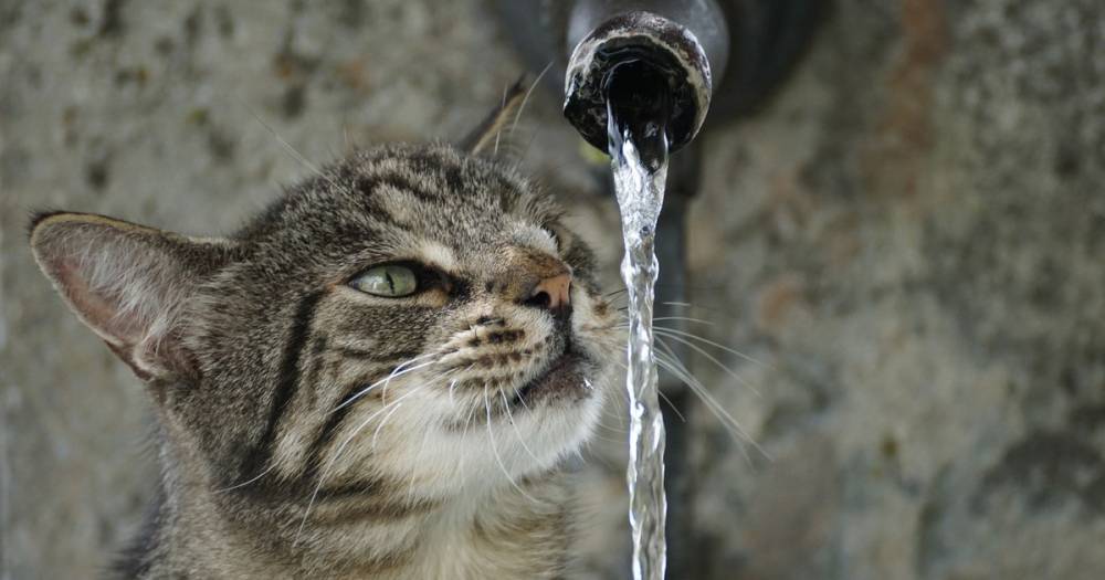 Михаил Иванов - FAQ: Почему кошки боятся воды? - life.ru - Англия