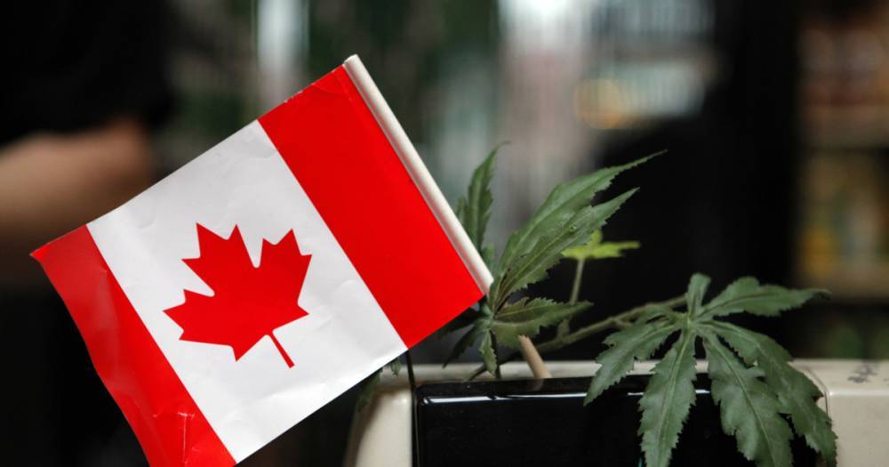 В Канаде на пятый день легализации закончилась марихуана - life.ru - Канада - Новости