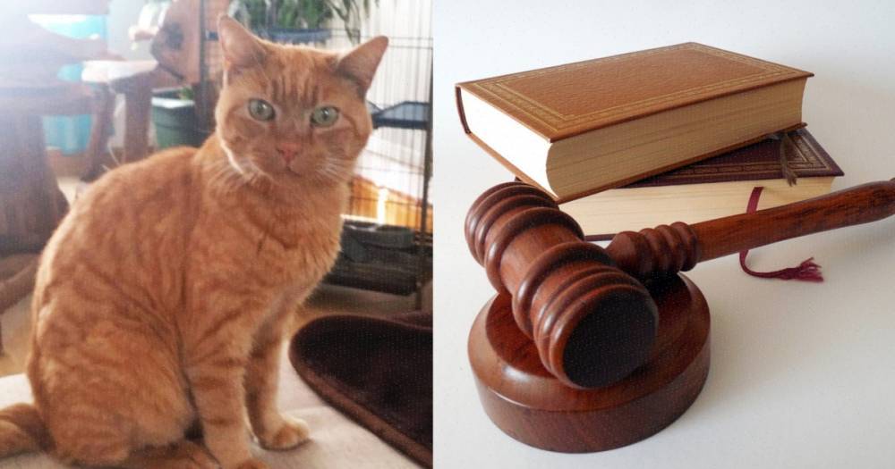 Абсурдное судебное дело о якобы украденном коте обошлось владельцам в £60 тыс. - theuk.one - Великобритания