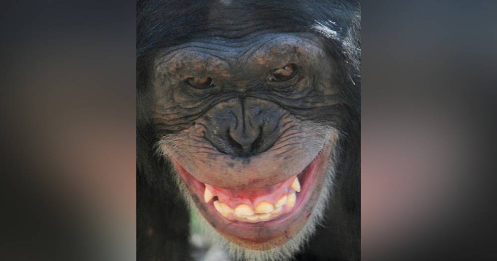 Из-за разбившей стекло шимпанзе в Техасе эвакуировали часть зоопарка - life.ru - США - Техас - Индия - USA - Houston - Новости