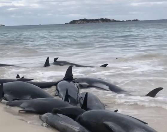 Около 150 чёрных дельфинов выбросились на берег в Австралии - life.ru - Австралия - Новости