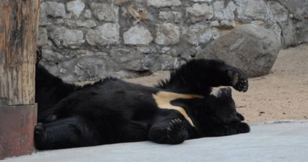 После зимней спячки в Московском зоопарке проснулись медведи - life.ru - Москва - Новости