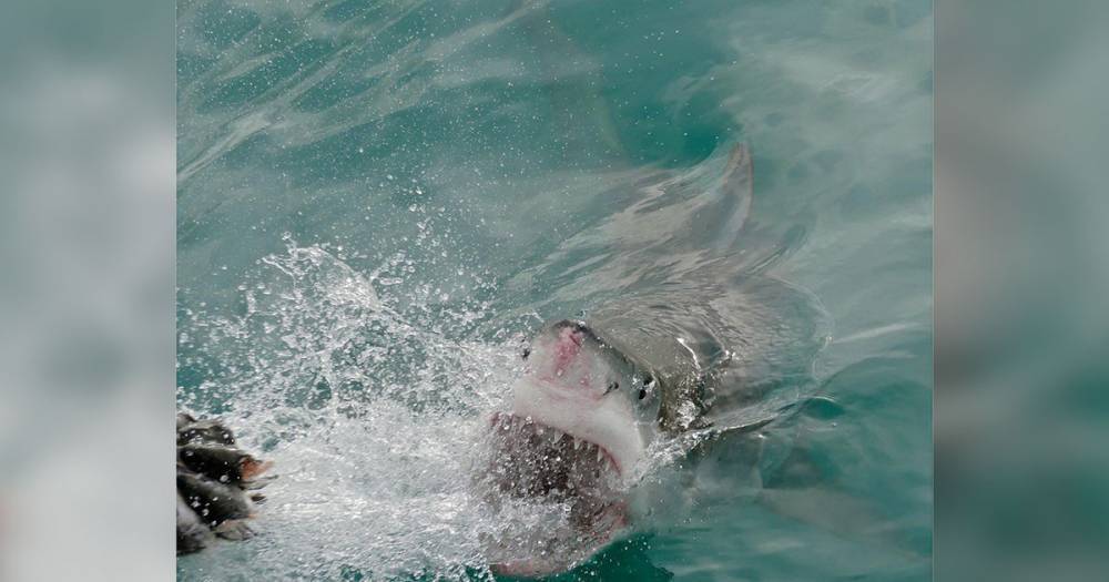 В Таиланде популярный пляж закрыли после нападения акулы на туриста - life.ru - Таиланд - Новости