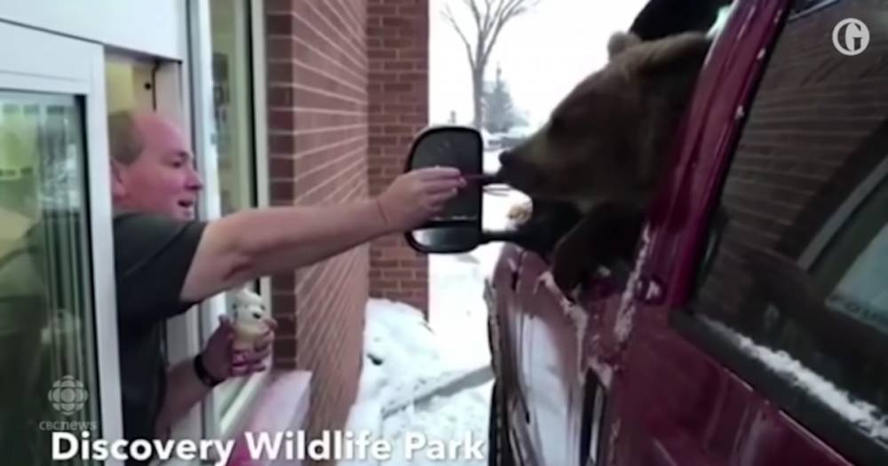 В Канаде зоопарк оштрафовали за видео с медведем в машине с мороженым - life.ru - Канада - Новости