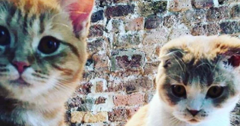 Эда Ширана - Пушистый фурор. Эд Ширан завёл страницу в Instagram для своих котов - life.ru - Новости