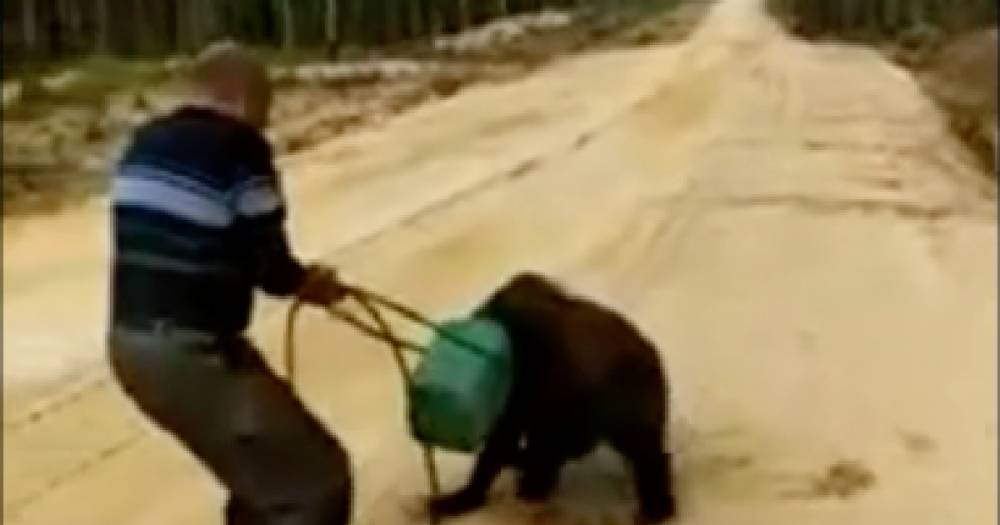 В Якутии пытаются спасти медведя с канистрой на голове - life.ru - респ. Саха - Новости