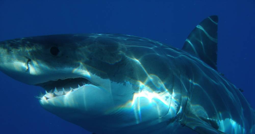 В Калифорнии рыбаки спасли подростка от нападения акулы - life.ru - Сан-Диего - шт. Калифорния - Новости