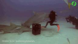 На Багамских островах дайвер ввёл тигровую акулу в транс - life.ru - Новости
