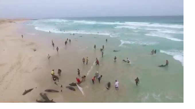 Печальное видео из Африки: В Кабо-Верде выбросились на берег и погибли 136 дельфинов - piter.tv - Кабо Верде