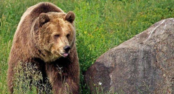 За медведем — убийцей польского туриста в Армении установят видеонаблюдение - eadaily.com - Армения
