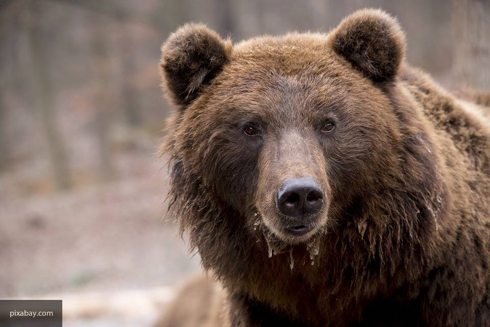 Покалечившего человека медведя застрелили в Забайкалье - politexpert.net