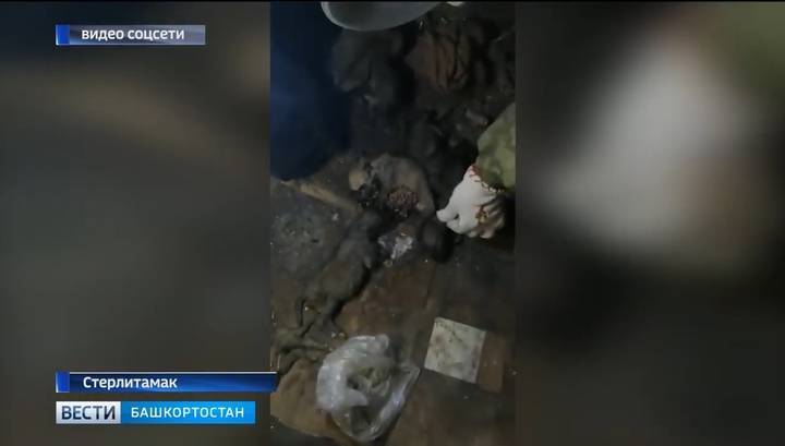 В Стерлитамаке школьники взорвали петардами 11 щенков - vesti.ru - Башкирия