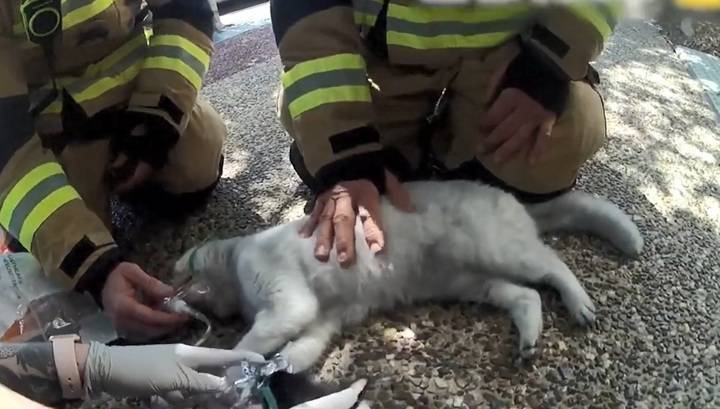 Австралийские спасатели откачали пару котиков, пострадавших при пожаре. Видео - vesti.ru - Australia - штат Квинсленд