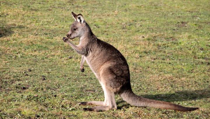 Вкусно на гриле: в Австралии разрешили отстреливать кенгуру - vesti.ru - Австралия