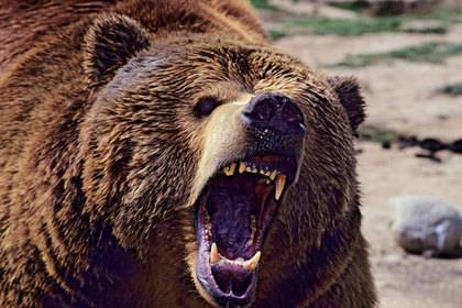 Любопытный медведь захотел посмотреть на туристов и загнал их на скалу - lenta.ru - Красноярский край - Красноярск