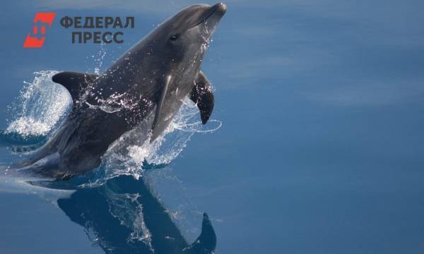 Противники строительства дельфинария в Уфе предложили создать океанариум - fedpress.ru - Уфа - район Октябрьский