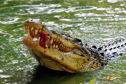 Женщина час боролась с крокодилом и выжила - lenta.ru - India
