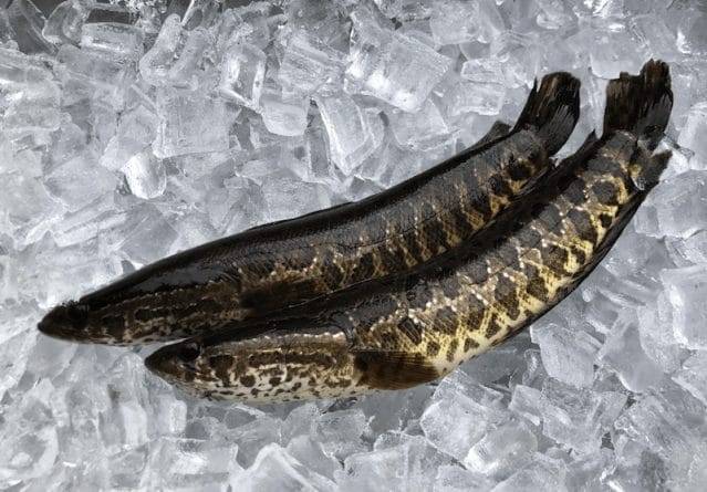 Плотоядных рыб из Китая, которые могут выжить на суше и питаются млекопитающими, нашли в Джорджии - usa.one - Китай - шт. Джорджия