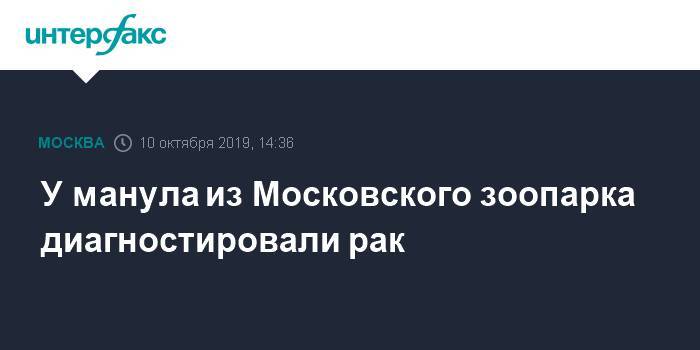 У манула из Московского зоопарка диагностировали рак - interfax.ru - Москва - Москва
