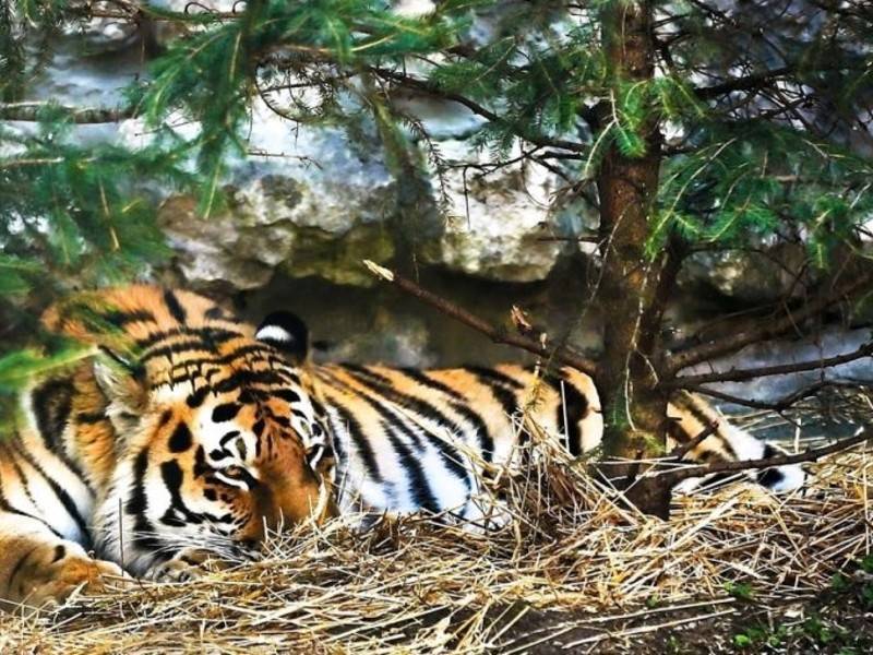 Московский зоопарк передаст тигра Дизеля США - news.ru - Москва - США - Владивосток