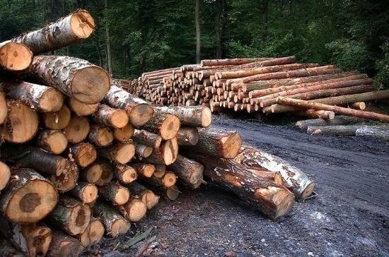 Руслан Давыдов - В ФТС рассказали о сотнях уголовных дел за махинации при экспорте леса - pnp.ru