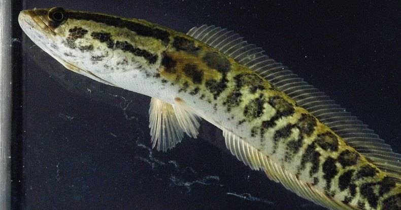 Почему рыбы, ползающие по&nbsp;земле, так опасны для&nbsp;экологии - popmech.ru - США - Washington - Экология