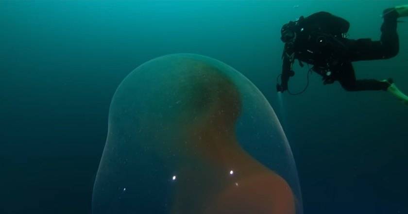 У берегов Норвегии найдена гигантская кладка яиц загадочного кальмара - popmech.ru