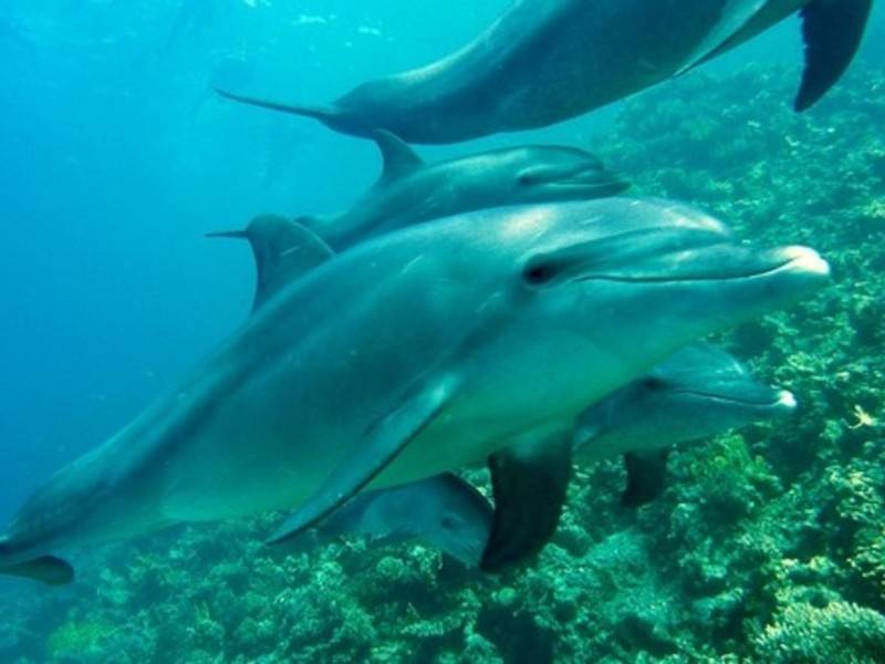 Зоозащитники спасли дельфинов из ужасных условий на Бали - news.ru - Австралия