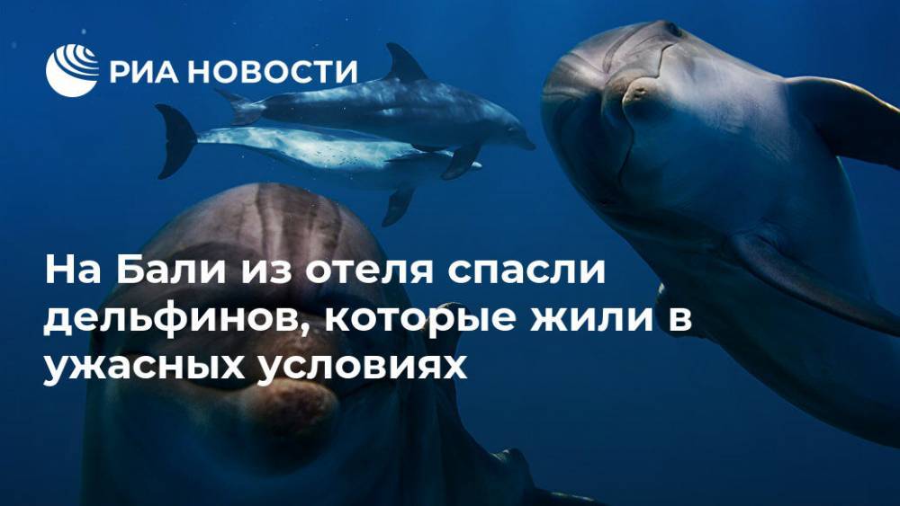 Индонезия - На Бали из отеля спасли дельфинов, которые жили в ужасных условиях - ria.ru - Москва - Россия - Австралия - Jakarta