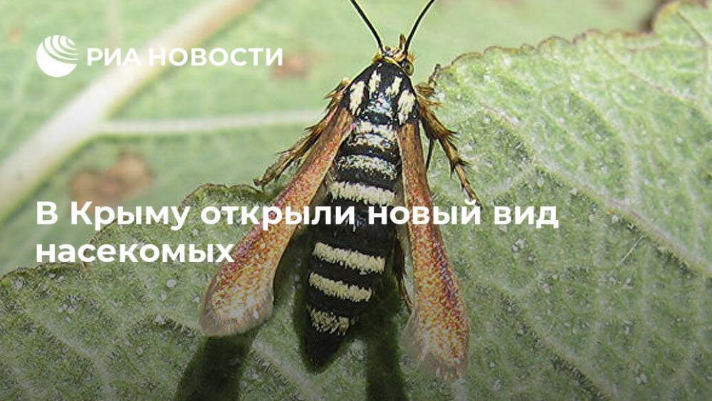 В Крыму открыли новый вид насекомых - ria.ru - Крым - Симферополь
