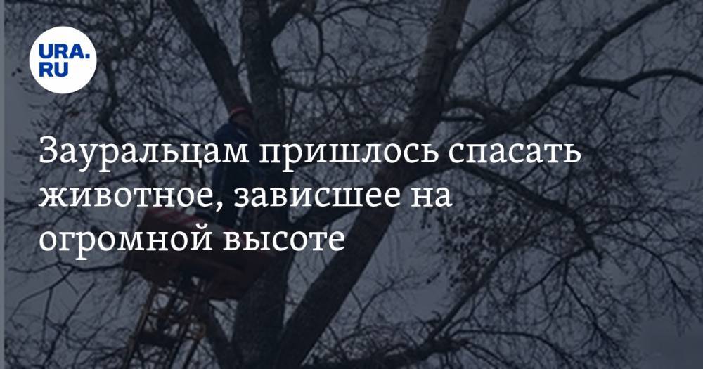 Зауральцам пришлось спасать животное, зависшее на огромной высоте. ФОТО - ura.news - район Шадринский - Шадринск