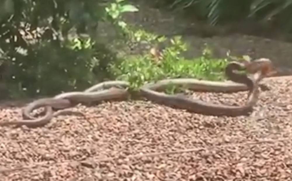 Видео: схватка ядовитых змей за самку до смерти напугала женщину - ren.tv - Australia