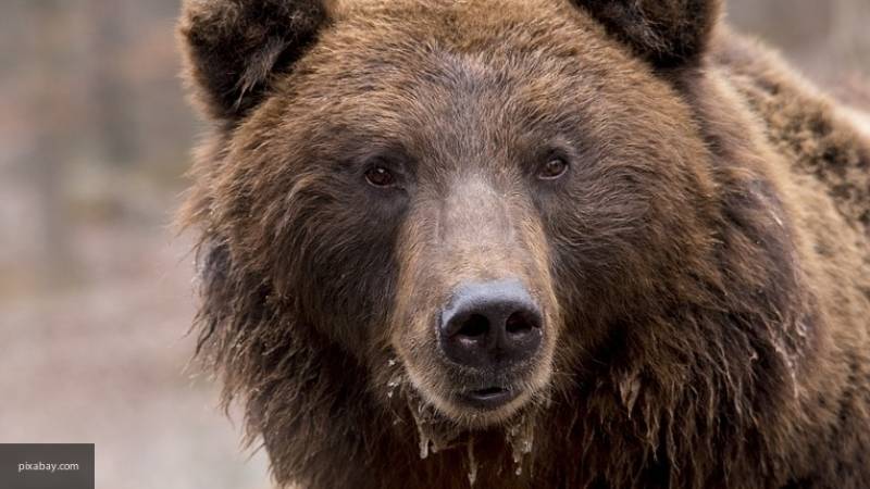 Два жителя Курильских островов стали жертвами нападения медведицы - nation-news.ru