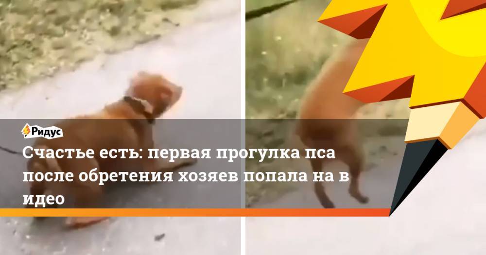 Счастье есть: первая прогулка пса после обретения хозяев попала на&nbsp;видео - ridus.ru