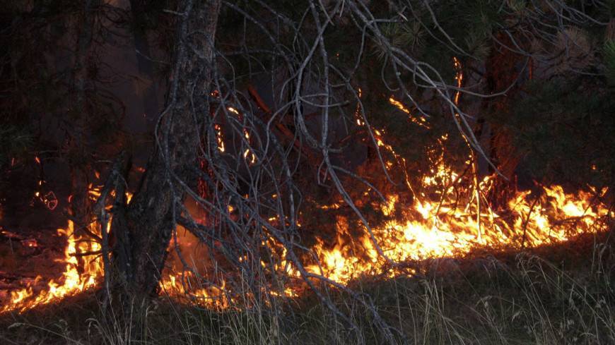 Ученые из США создали гель для борьбы с лесными пожарами - mir24.tv - США