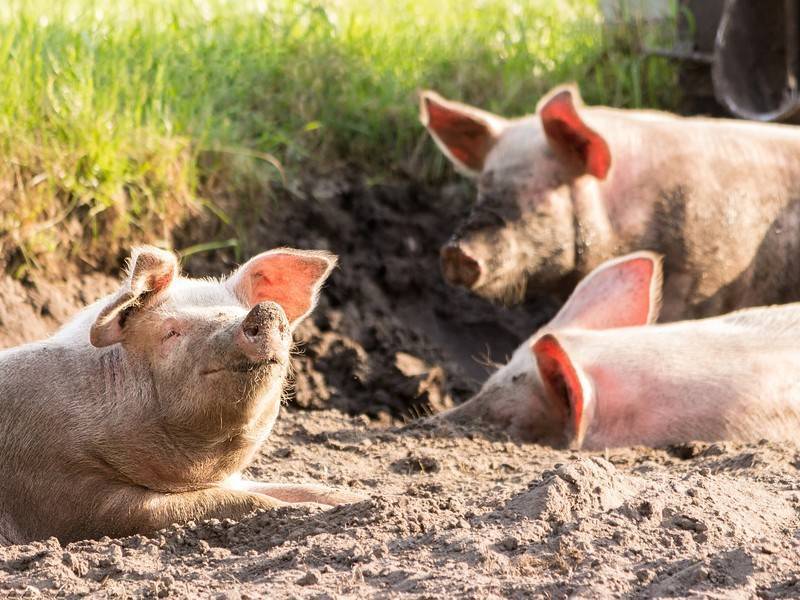 Белоруссия запретила поставки свиней из Еврейской области - news.ru - Тверская обл. - Экология