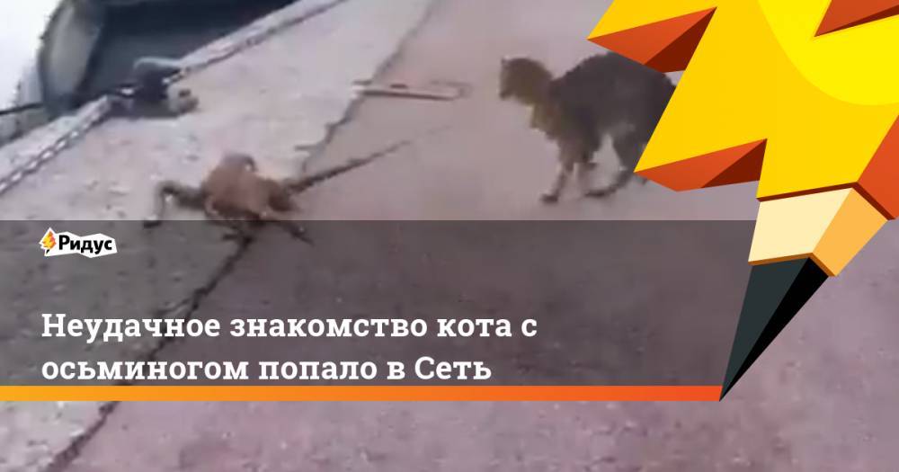 Неудачное знакомство кота с осьминогом попало в Сеть - ridus.ru