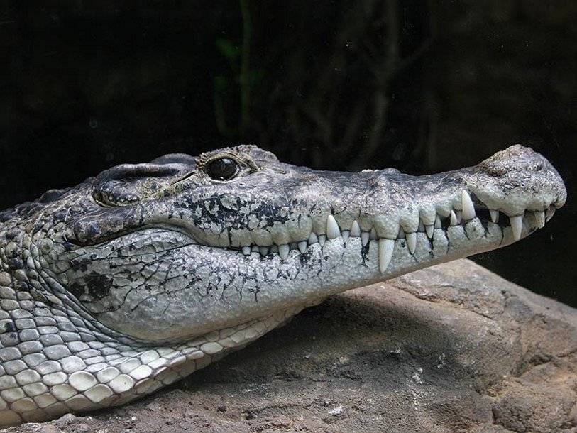 Новогвинейского крокодила разделили на два вида - polit.ru - США