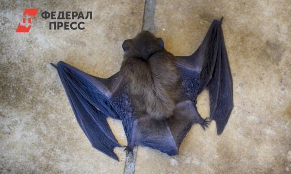 «Я – Бэтмен!». Тюмень атаковали летучие мыши - fedpress.ru - Россия - Тюмень