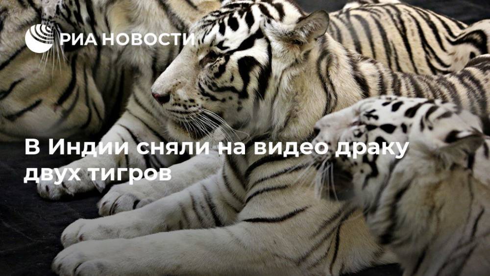 В Индии сняли на видео драку двух тигров - ria.ru - Москва - India